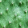 Opuntia _ficus-indica _06